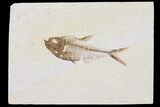 Diplomystus Fossil Fish - Wyoming #95620-1